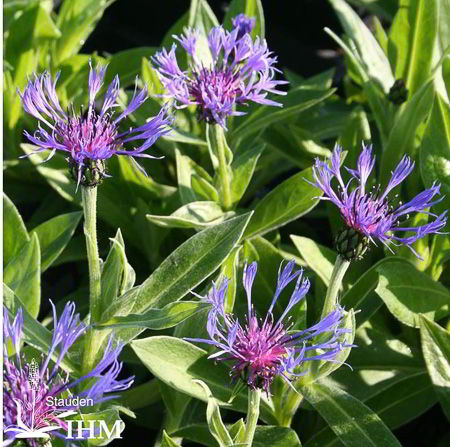 Centaurea Montana Stauden Ihm