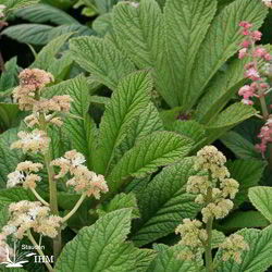 Fiederblättriges Schaublatt