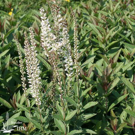 Veronicastrum Virginicum Diana Stauden Ihm